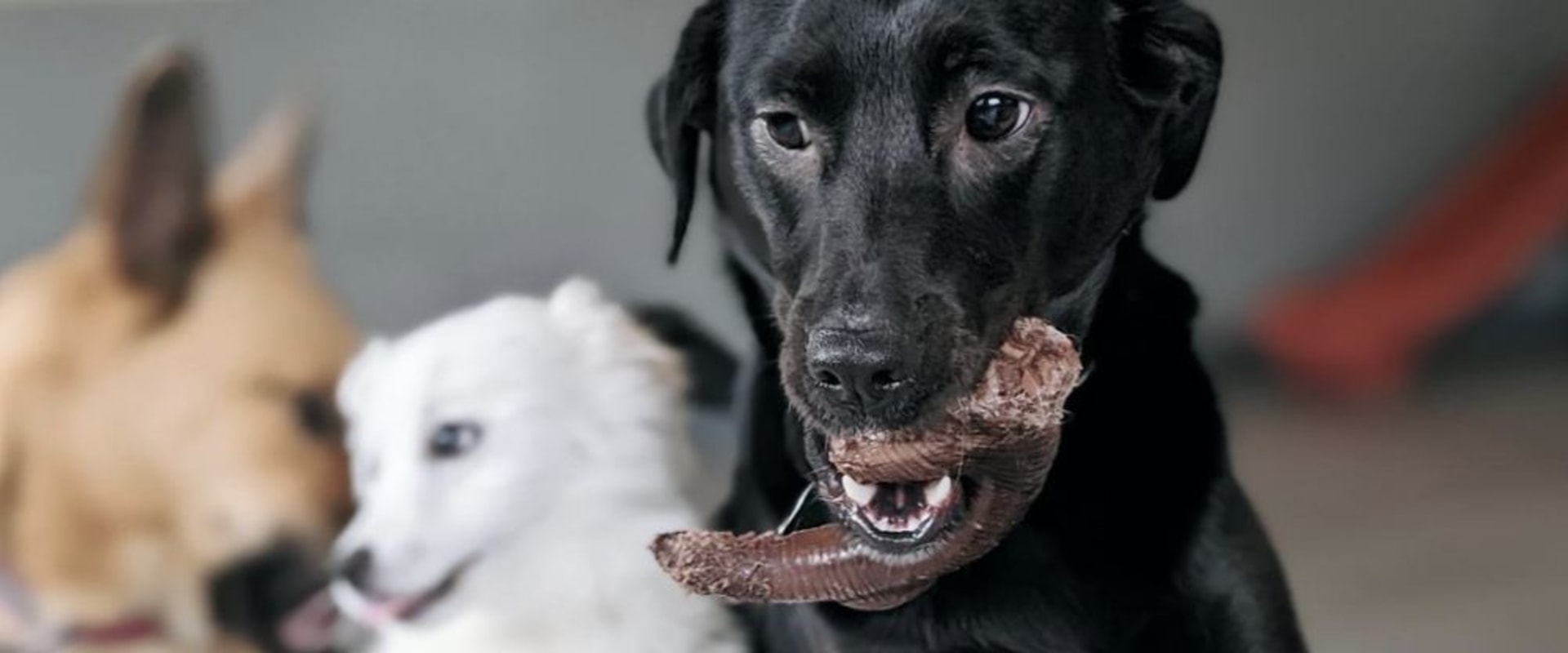 The Pet-Friendly Dining Scene in Western Washington