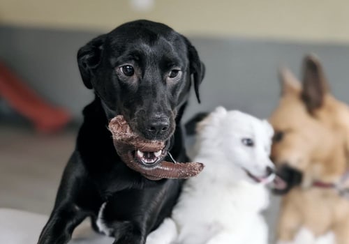 The Pet-Friendly Dining Scene in Western Washington